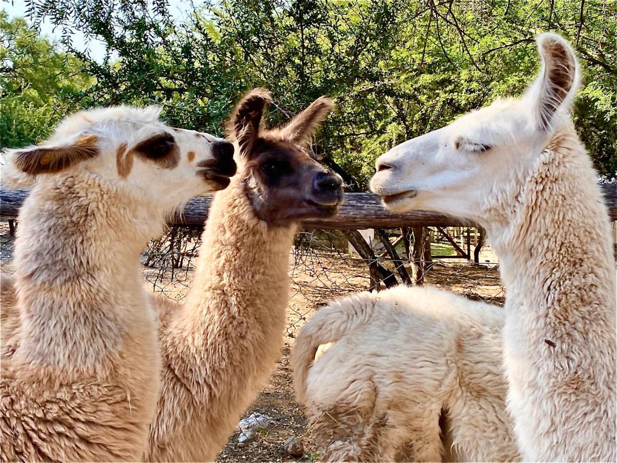 Posada Rural La Matilde San Javier  Dış mekan fotoğraf